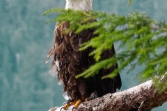 20190807_103655_Quinault_B_DxO