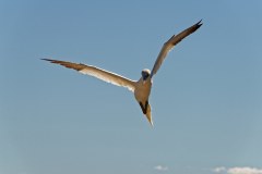 P1-20140912_123523_Perce