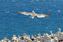 Percé - île Bonaventure : atterrissage