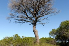 Etang du Ponant au Grau-du-Roi : pin mort
