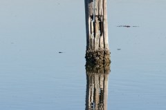 Etang du Ponant au Grau-du-Roi : cormoran