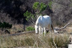 Etang du Ponant au Grau-du-Roi : cheval en pature