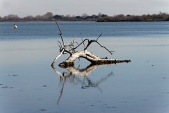Etang du Ponant au Grau-du-Roi