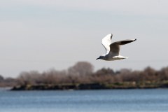 Etang du Ponant au Grau-du-Roi : mouette