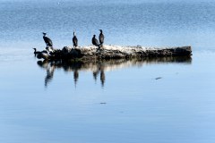 Etang du Ponant au Grau-du-Roi : cormorans