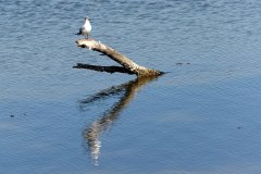 Etang du Ponant au Grau-du-Roi : mouette