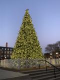 Alexandria-VA-Sapin-de-Noel-1