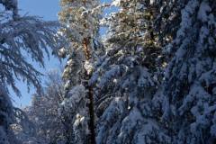 Bois de Pessade sous la neige
