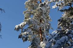 Bois de Pessade sous la neige