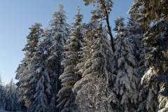 Bois de Pessade sous la neige
