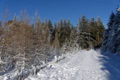 Bois de Pessade sous la neige