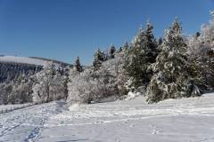 Bois de Pessade sous la neige
