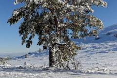 Bois de Pessade sous la neige