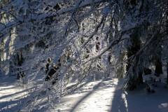Bois de Pessade sous la neige