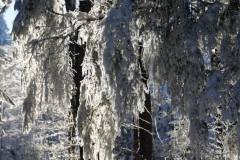 Bois de Pessade sous la neige