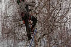 Elagage du bouleau (42 ans)