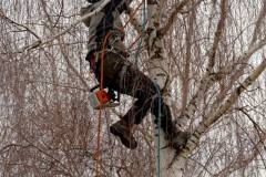 Elagage du bouleau (42 ans)