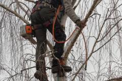 Elagage du bouleau (42 ans)