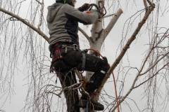 Elagage du bouleau (42 ans)