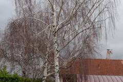 Elagage du bouleau (42 ans)
