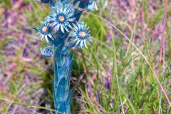 20210726_113058_LaServelle_DxO-2