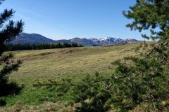 Banne d'Ordanche : jonquilles devant le Sancy