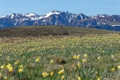 Banne d'Ordanche : jonquilles devant le Sancy