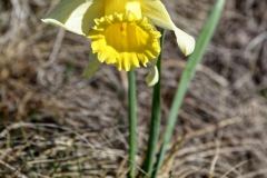 Banne d'Ordanche : jonquille
