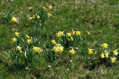 Banne d'Ordanche : jonquilles