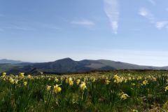 Banne d'Ordanche : jonquilles