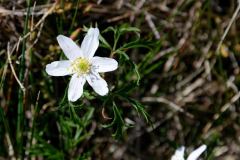 Banne d'Ordanche : anémone