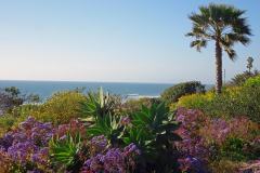 10-Torrey-Pines-2