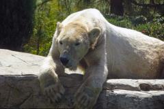 12-San-Diego-Zoo-2