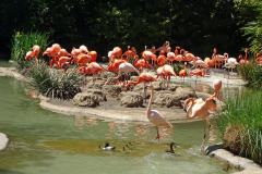 12-San-Diego-Zoo-3