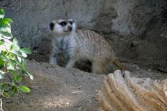 12-San-Diego-Zoo-5