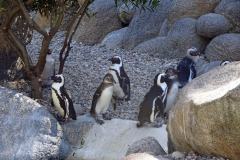 12-San-Diego-Zoo-6