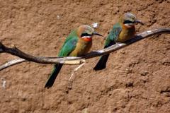 12-San-Diego-Zoo-7
