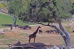 13-San-Diego-Safari-1
