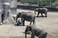 13-San-Diego-Safari-2
