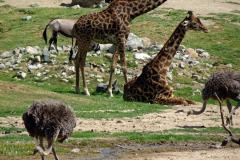13-San-Diego-Safari-3