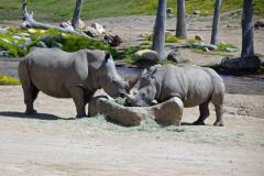 13-San-Diego-Safari-4