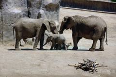 13-San-Diego-Safari-5