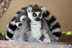 13-San-Diego-Safari-7