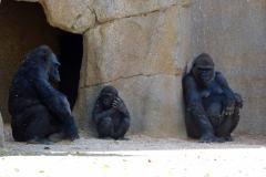 13-San-Diego-Safari-8