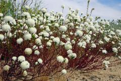 5-Joshua-Tree-NP-1