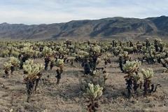 5-Joshua-Tree-NP-10