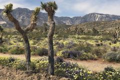 5-Joshua-Tree-NP-11