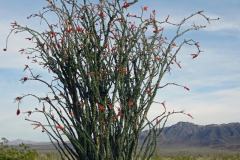 5-Joshua-Tree-NP-14