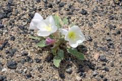 5-Joshua-Tree-NP-2