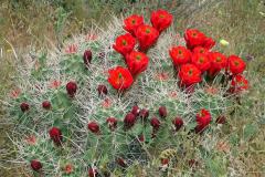5-Joshua-Tree-NP-3